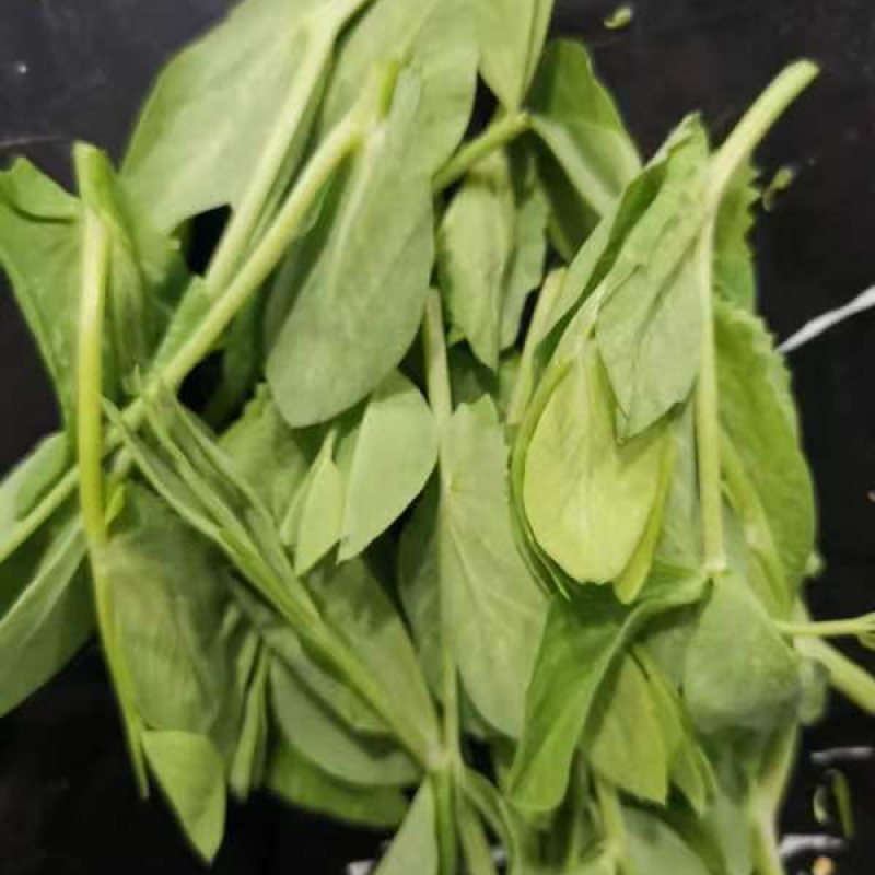 豌豆苗