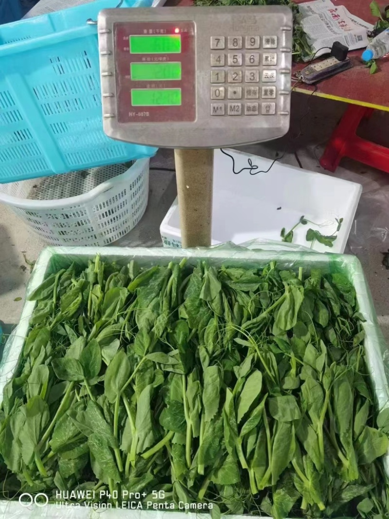 豌豆苗