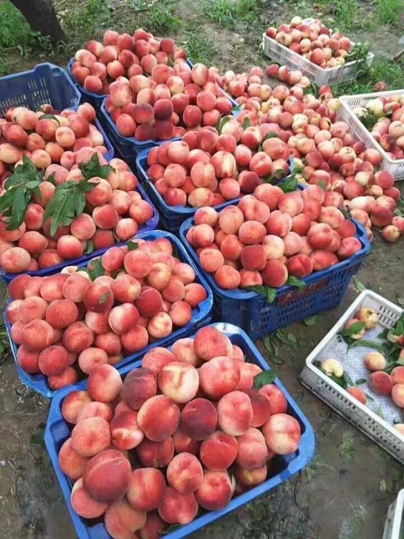 商品毛桃