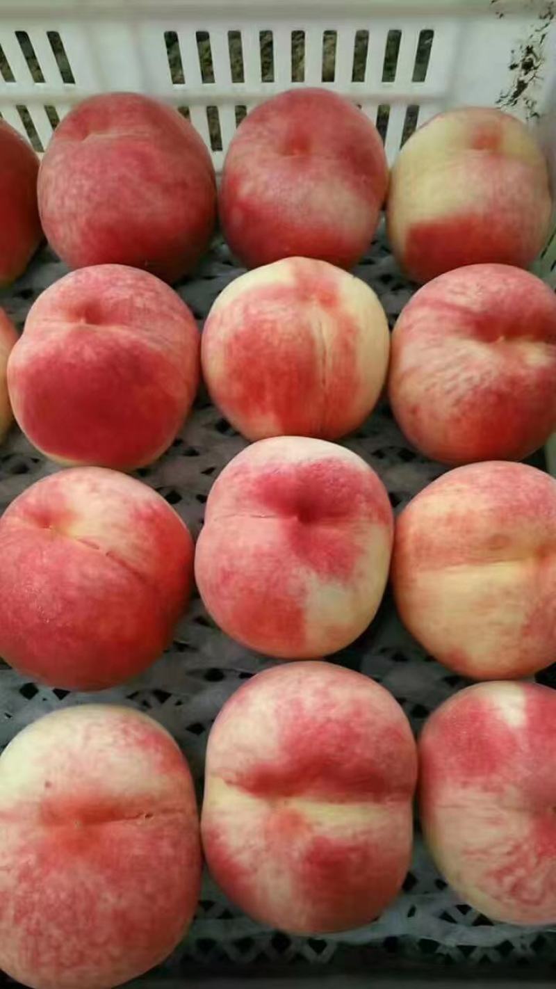 商品毛桃