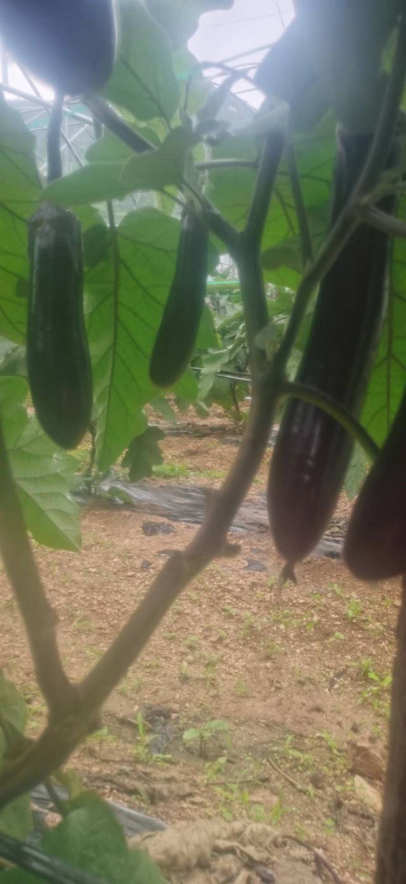 贵州安顺烧烤茄子基地一手货源大量优先全国发货