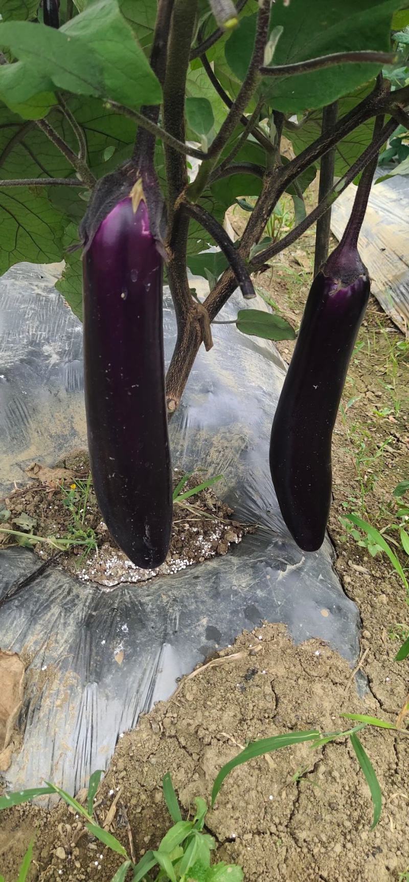 贵州安顺烧烤茄子基地一手货源大量优先全国发货