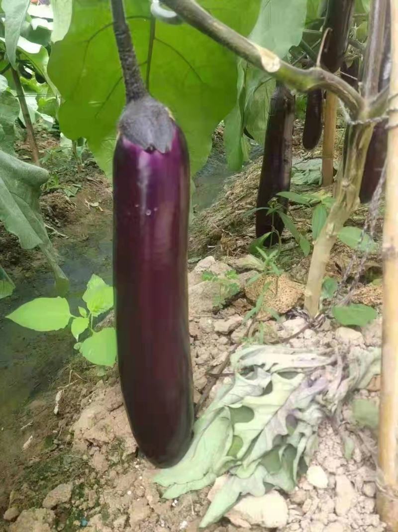 贵州安顺烧烤茄子基地一手货源大量优先全国发货