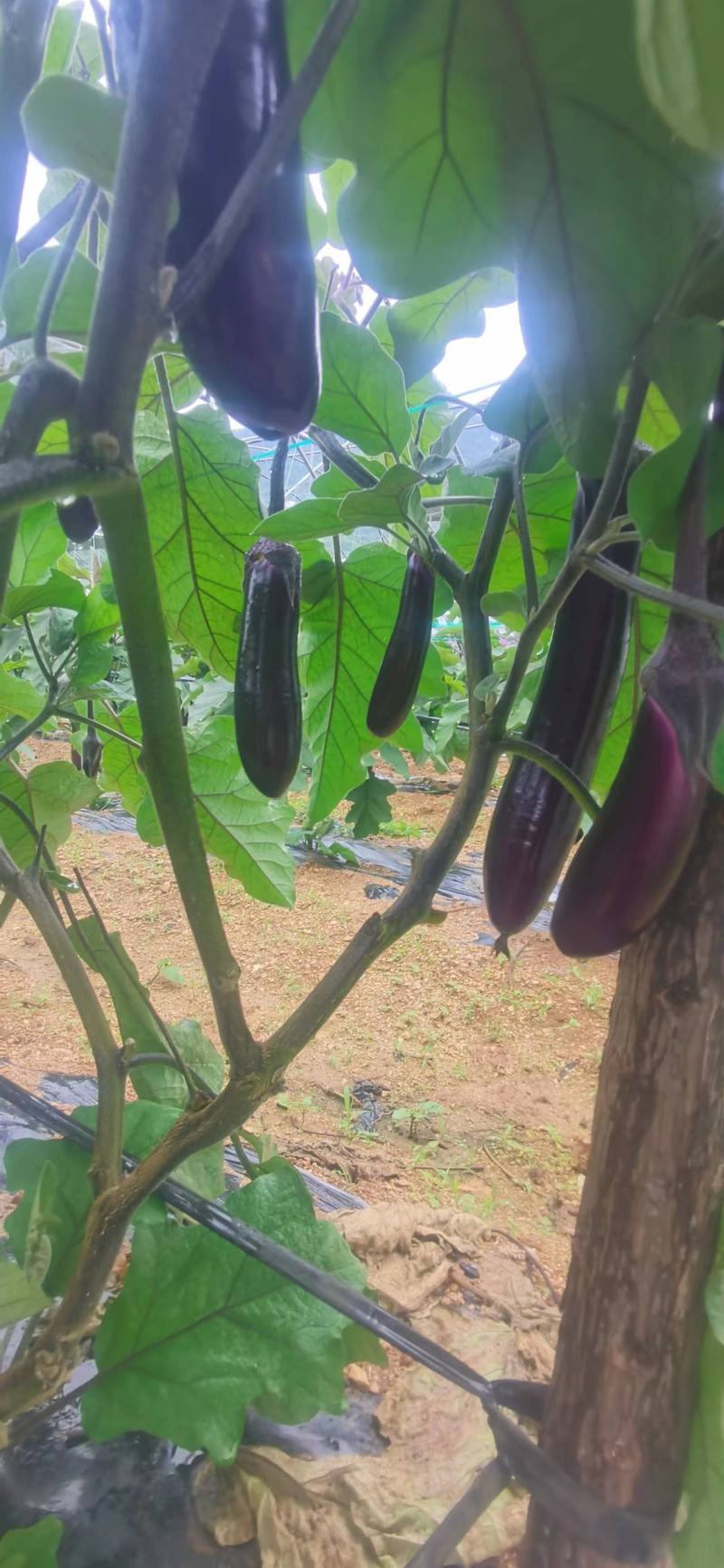 贵州安顺烧烤茄子基地一手货源大量优先全国发货