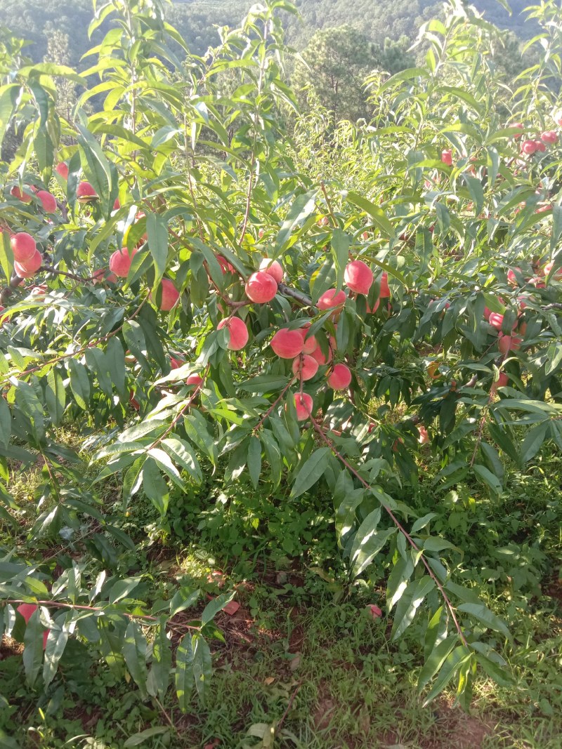 桃
