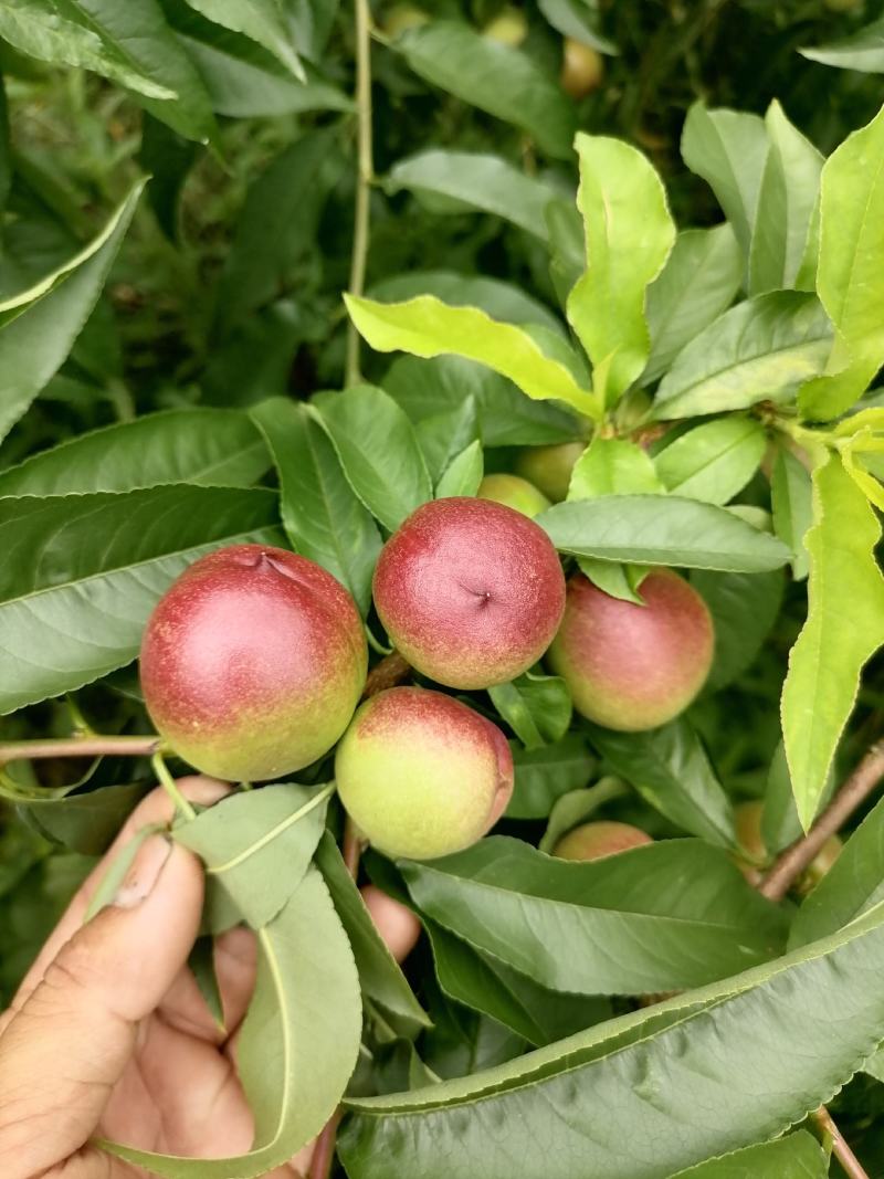 珍珠枣油桃