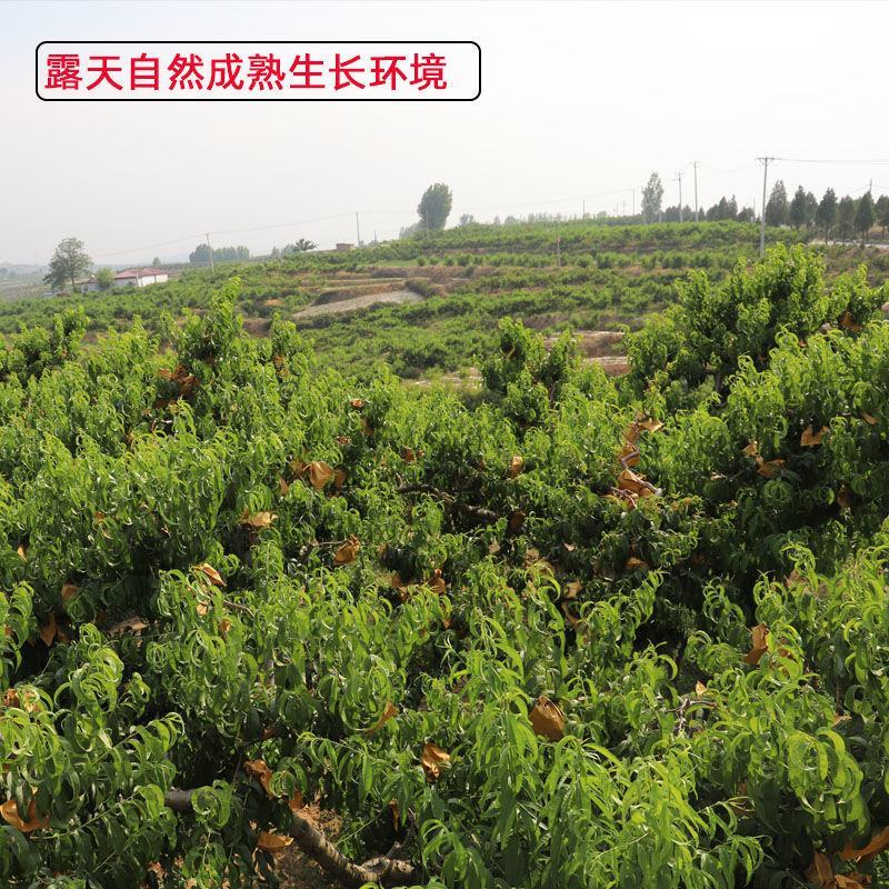 邢台油蟠桃彩虹蟠桃纽扣桃新鲜直采现摘现发黄蟠桃甜度高