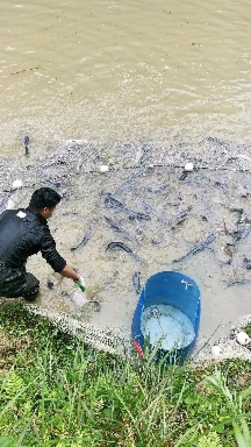 鸭嘴鲟