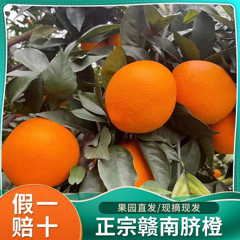 赣南脐橙产地直供各种规格果电商一件代发员工福利批发