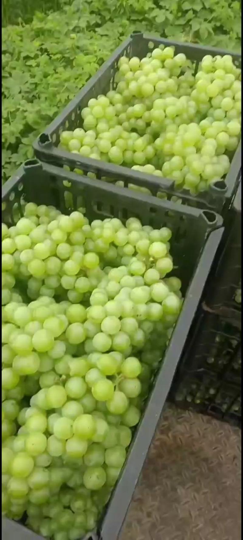 罐头厂，果汁厂葡萄大量供应中