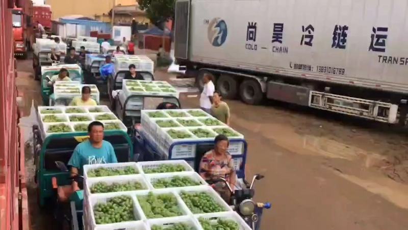 罐头厂，果汁厂葡萄大量供应中