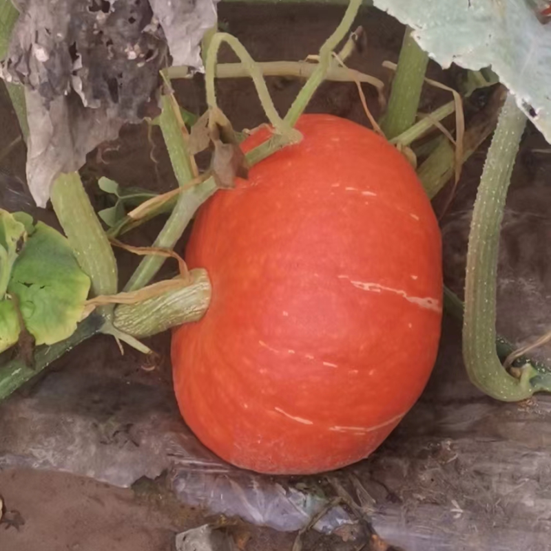 贝贝红南瓜🎃大量上市，欢迎全国各地客商前来实地考察