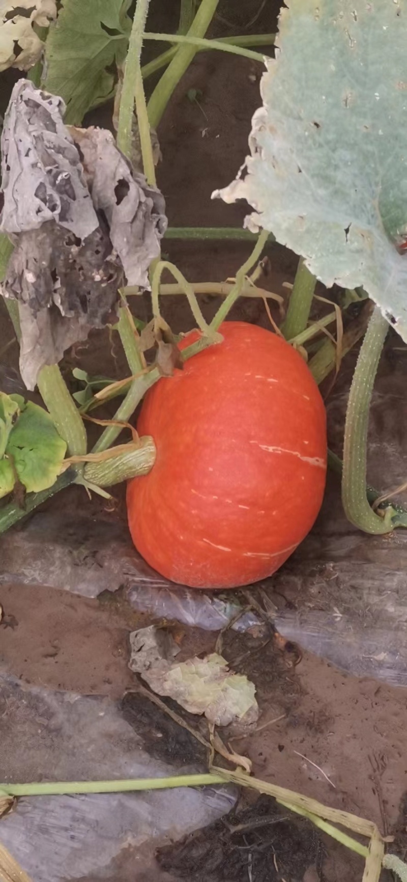 贝贝红南瓜🎃大量上市，欢迎全国各地客商前来实地考察