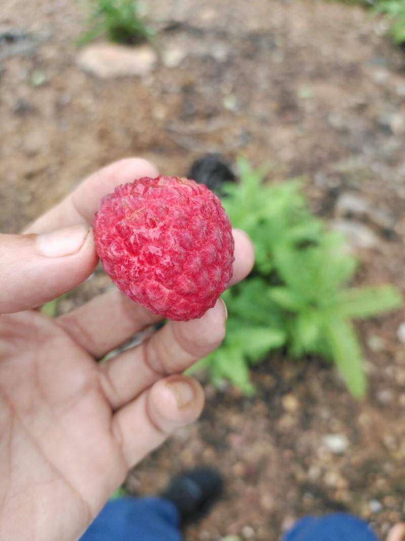 仙进奉荔枝。。。。。。。。。。。。