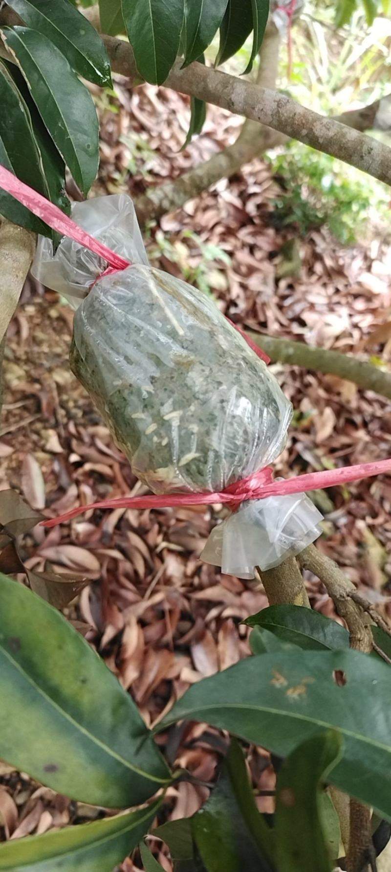 仙进奉荔枝。。。。。。。。。。。。