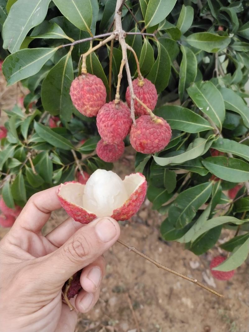 仙进奉荔枝。。。。。。。。。。。。