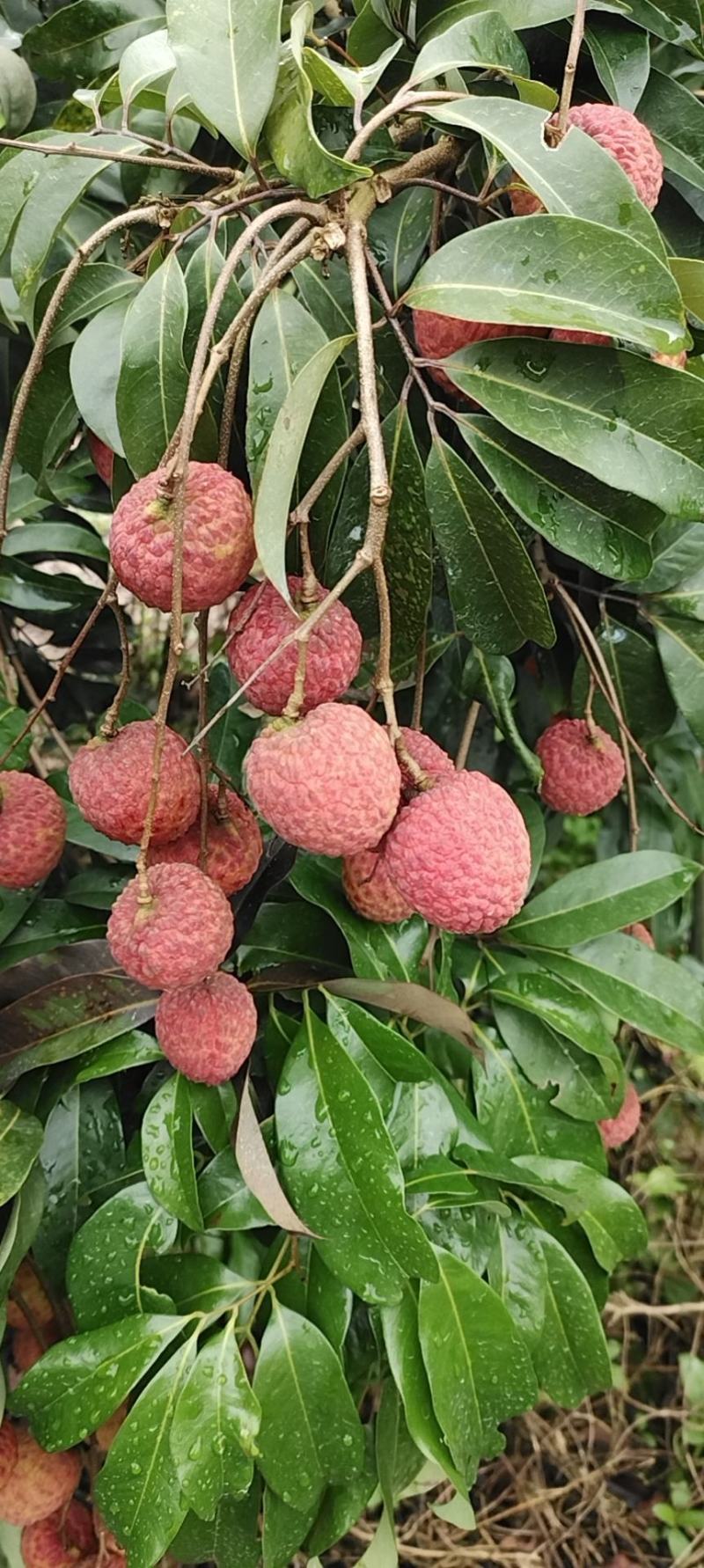 仙进奉荔枝。。。。。。。。。。。。