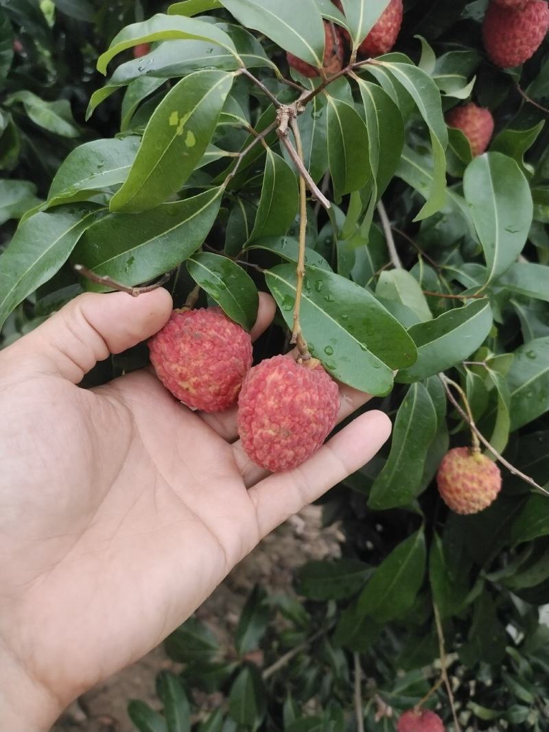 仙进奉荔枝。。。。。。。。。。。。