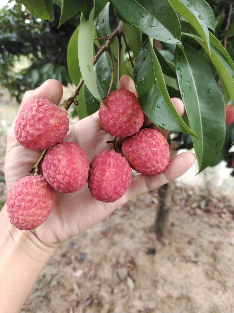 仙进奉荔枝。。。。。。。。。。。。
