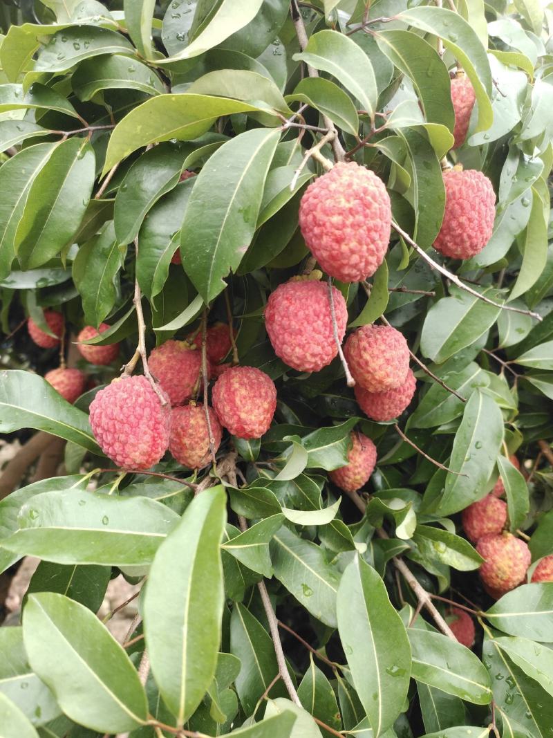 仙进奉荔枝。。。。。。。。。。。。