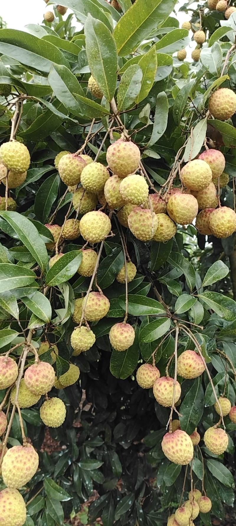 仙进奉荔枝。。。。。。。。。。。。