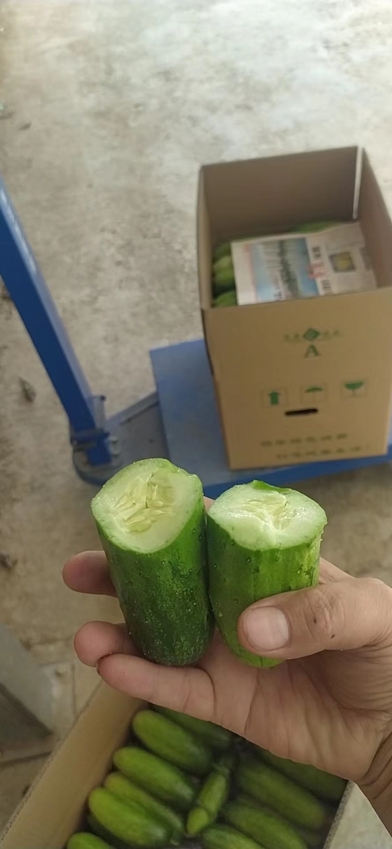 精品旱黄瓜基地一手货源，质量保证支持各大超市，市场电商