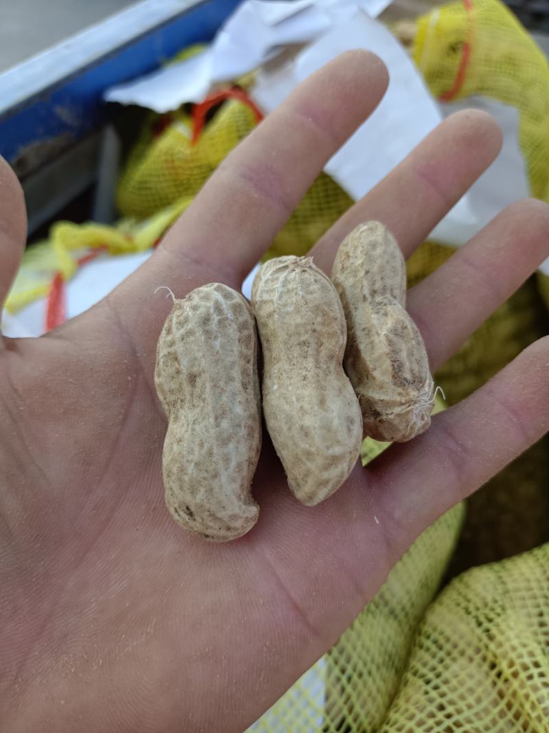 鲜花生大白沙(电商）超市纯手工摘果