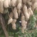 鲜花生大白沙(电商）超市纯手工摘果