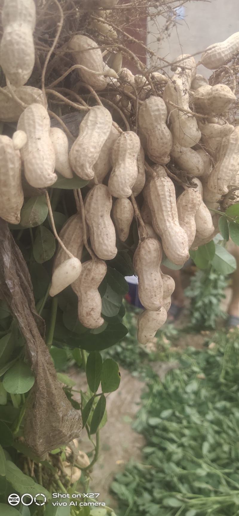 鲜花生大白沙(电商）超市纯手工摘果