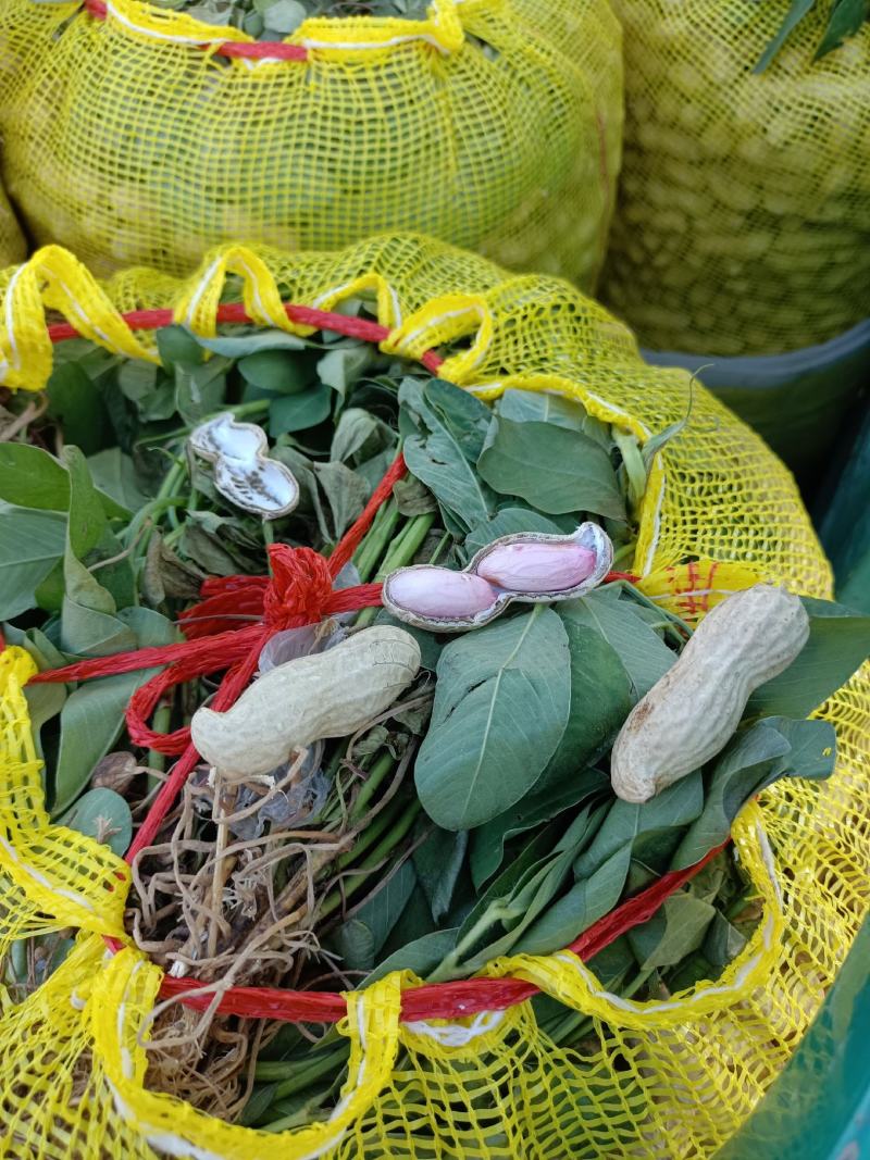 鲜花生大白沙(电商）超市纯手工摘果