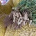 鲜花生大白沙(电商）超市纯手工摘果
