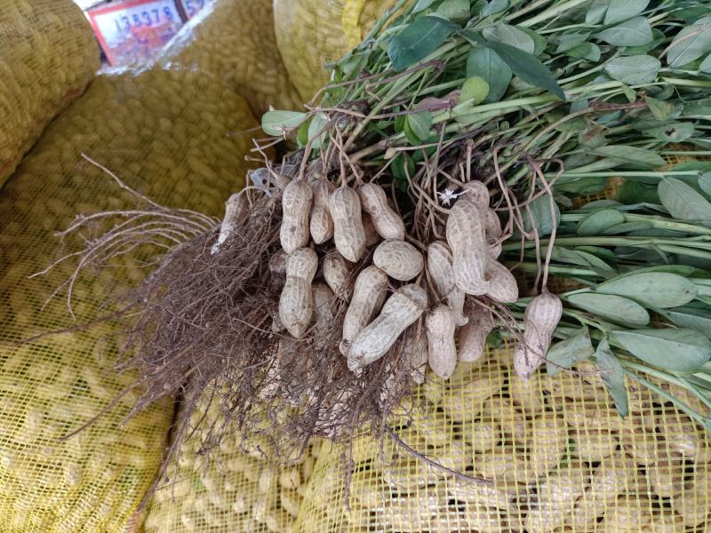 鲜花生大白沙(电商）超市纯手工摘果