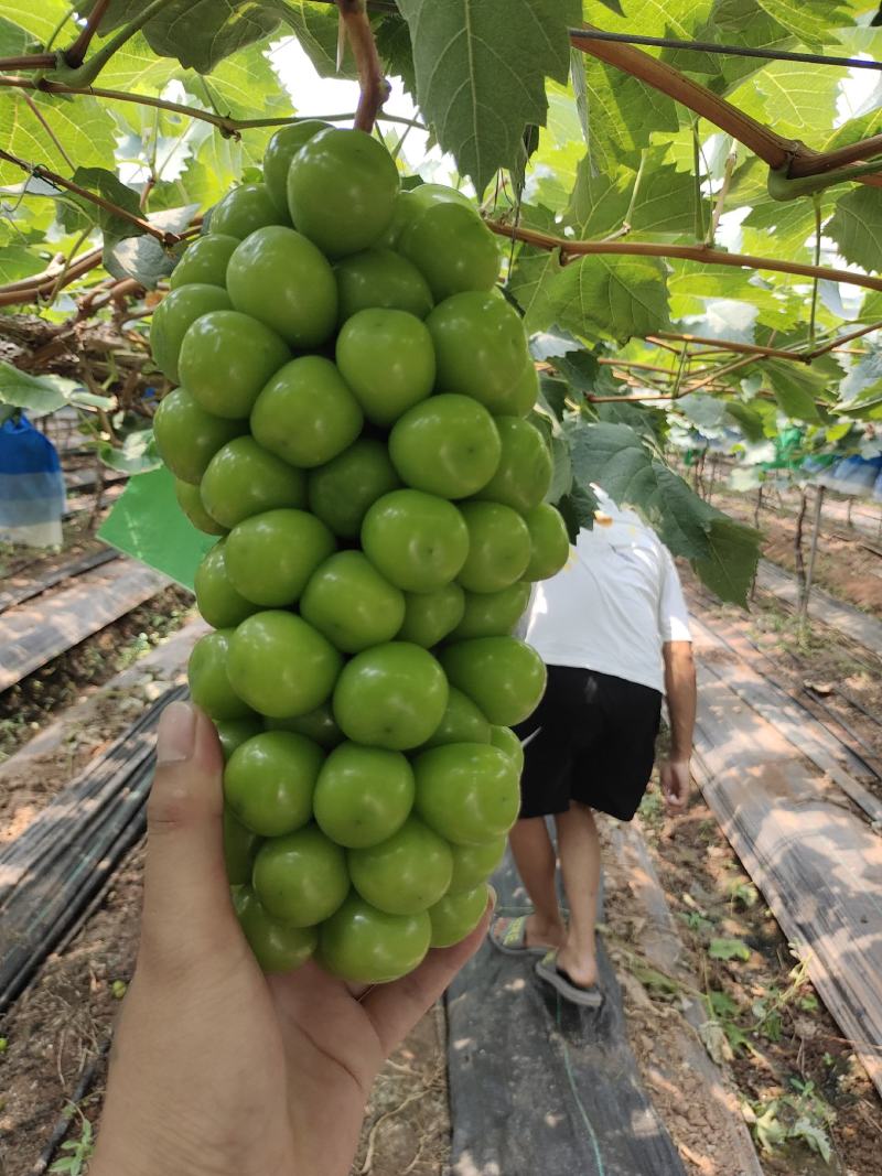 西昌市阳光玫瑰葡萄蓝宝石大量上市，需要的老板联系