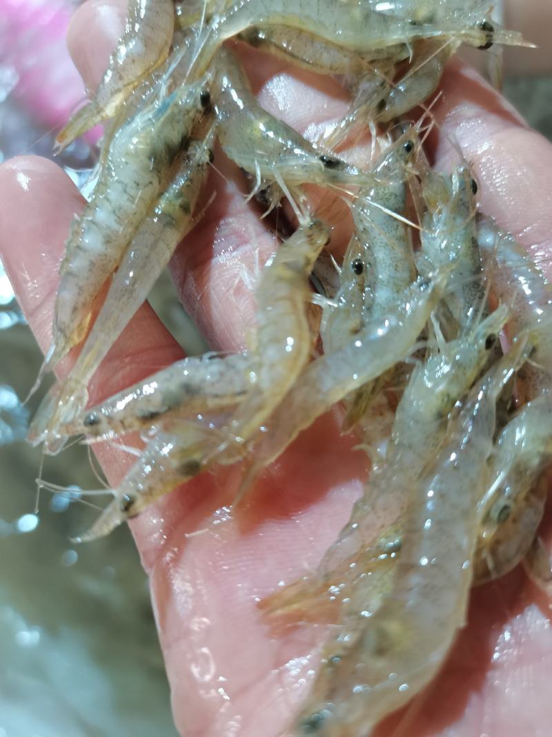 小海虾，河虾虾米一手货源，每天有货，大量有货批发零售