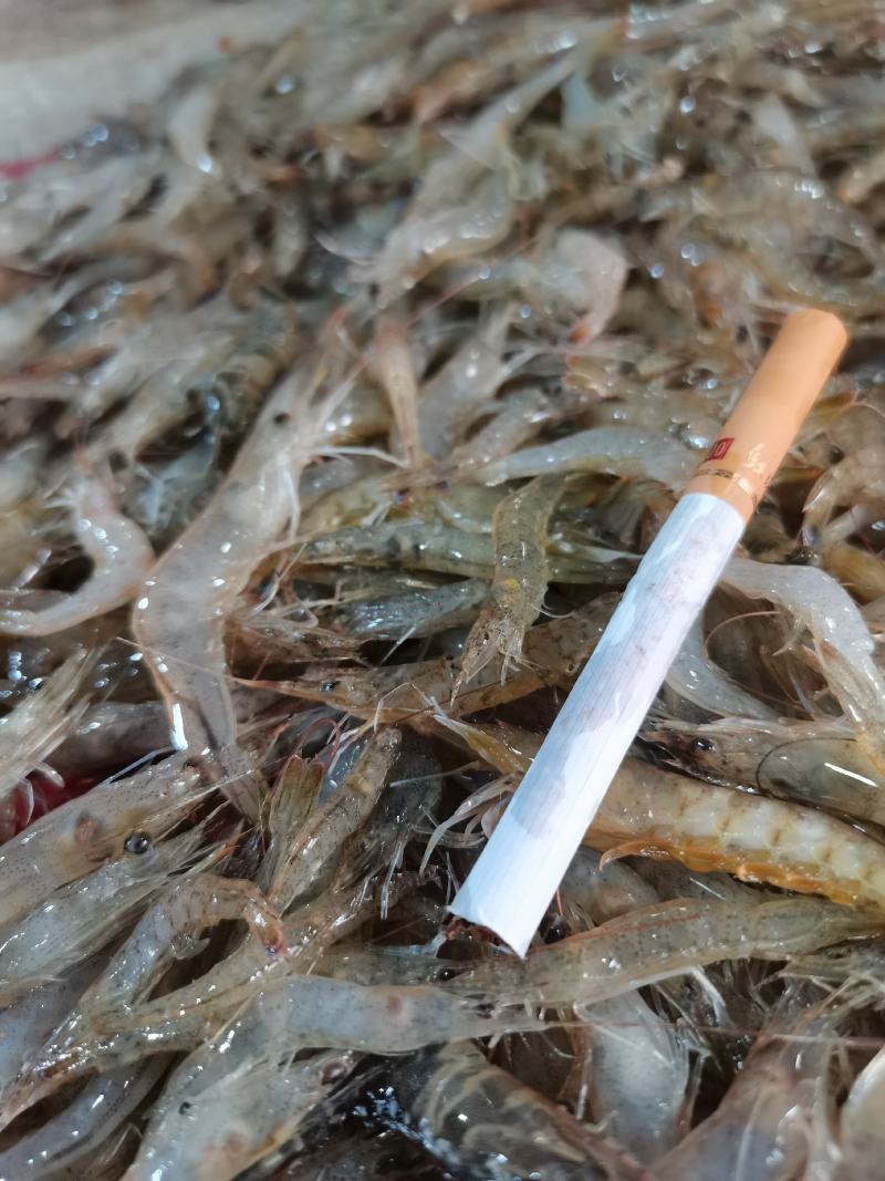 小海虾，河虾虾米一手货源，每天有货，大量有货批发零售