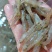 小海虾，河虾虾米一手货源，每天有货，大量有货批发零售
