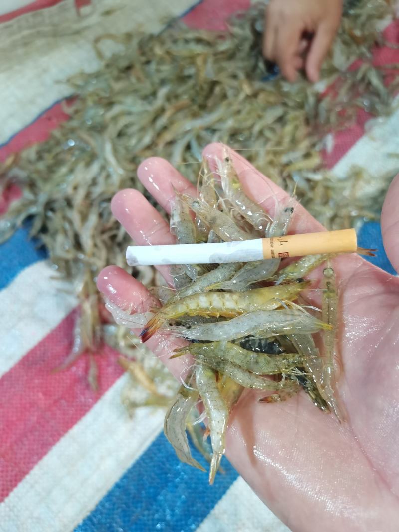 小海虾，河虾虾米一手货源，每天有货，大量有货批发零售