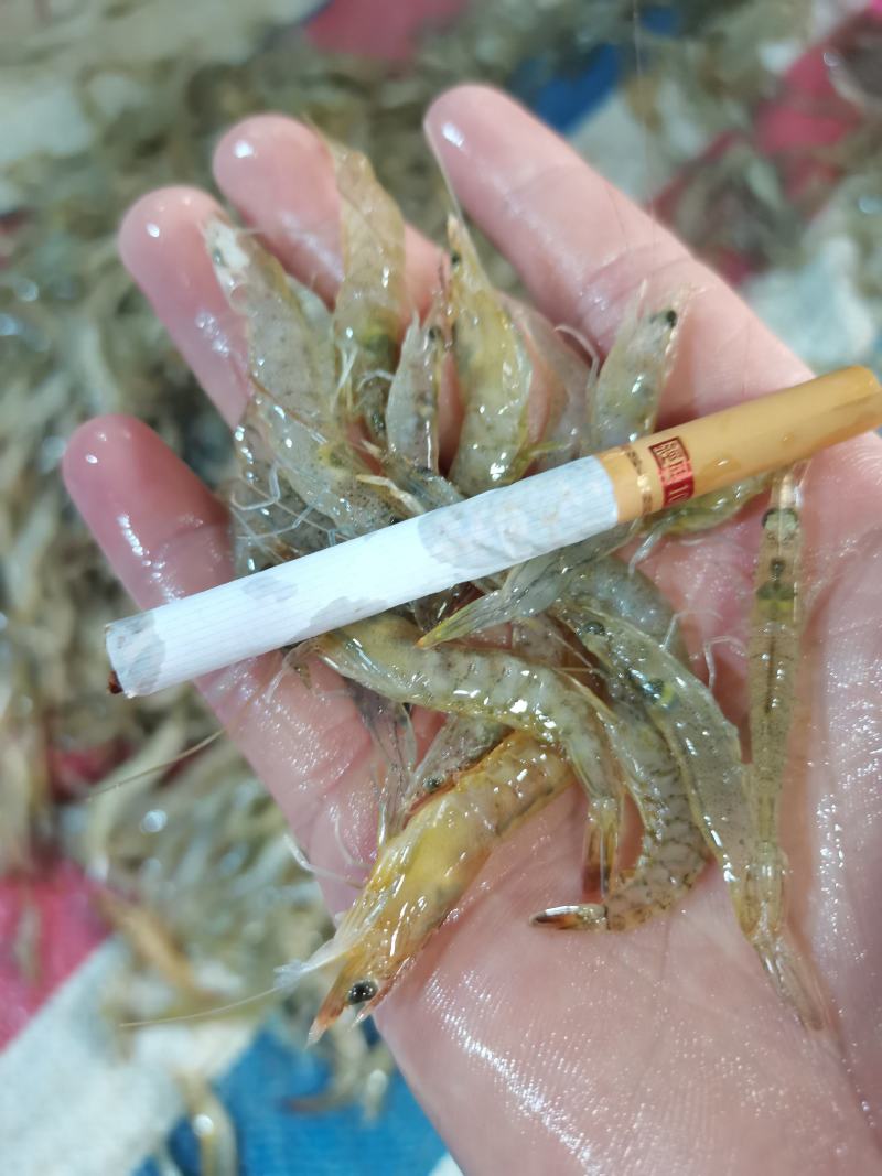 小海虾，河虾虾米一手货源，每天有货，大量有货批发零售