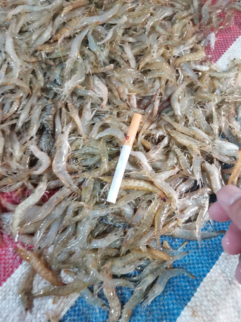 小海虾，河虾虾米一手货源，每天有货，大量有货批发零售
