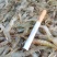 小海虾，河虾虾米一手货源，每天有货，大量有货批发零售