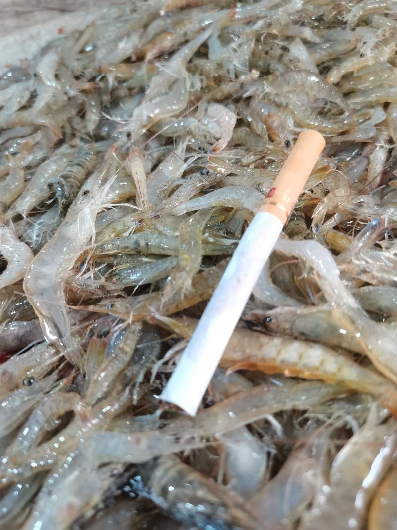 小海虾，河虾虾米一手货源，每天有货，大量有货批发零售