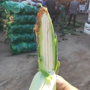 山西太古大白鲜玉米大量上市了，