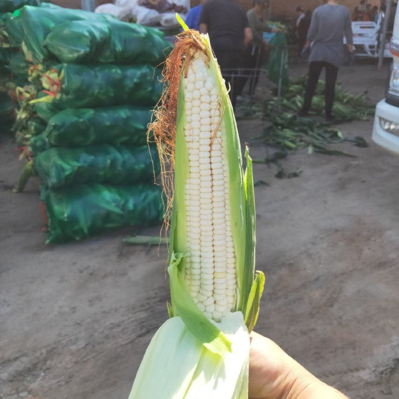 山西太古大白鲜玉米大量上市了，