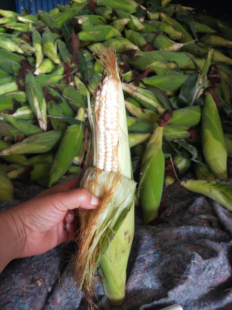 山西太古大白鲜玉米大量上市了，