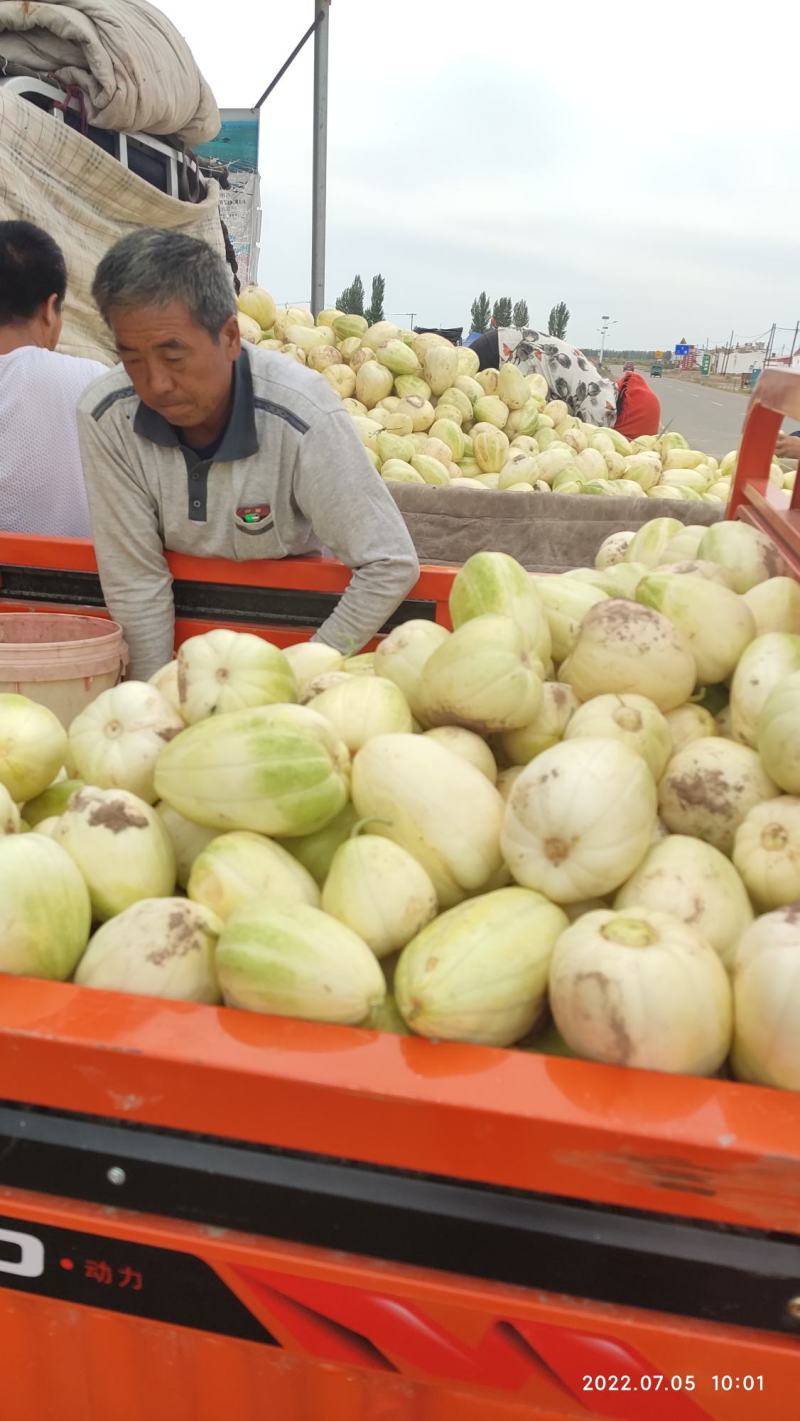 内蒙古巴盟精品白玉甜瓜产地大量现货供应