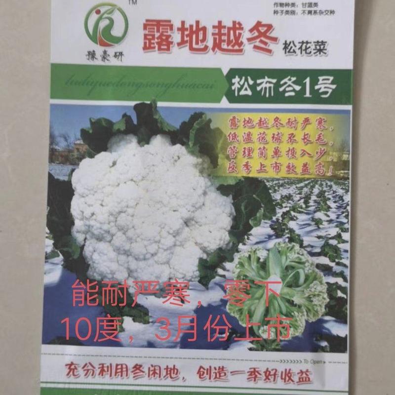 露地越冬松花菜种子松布冬1号花菜种子抗病性强花粒细3公斤