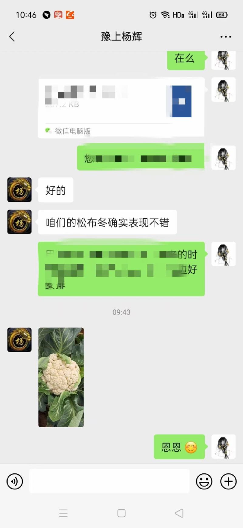 露地越冬松花菜种子松布冬1号花菜种子抗病性强花粒细3公斤