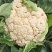 露地越冬松花菜种子松布冬1号花菜种子抗病性强花粒细3公斤