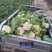 露地越冬松花菜种子松布冬1号花菜种子抗病性强花粒细3公斤