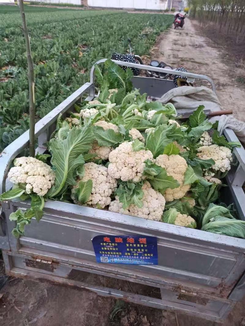 露地越冬松花菜种子松布冬1号花菜种子抗病性强花粒细3公斤